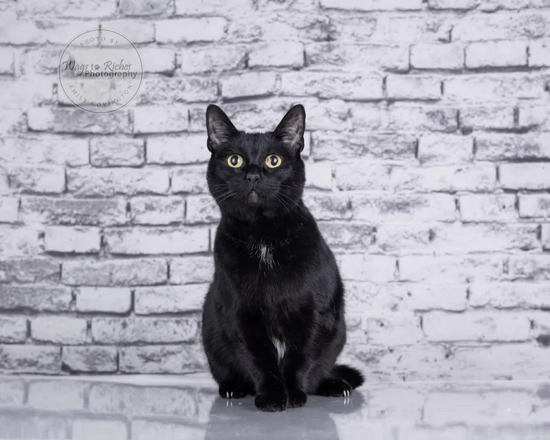 Wednesday thumbnail 2