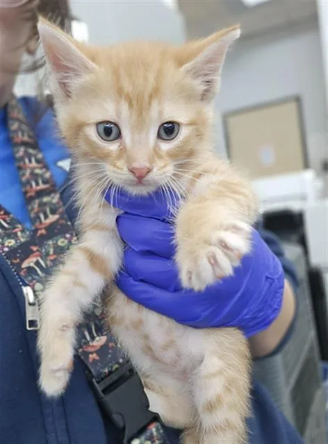A baby medium-sized male Domestic Short Hair cat named Heath for adoption in Dallas, TX