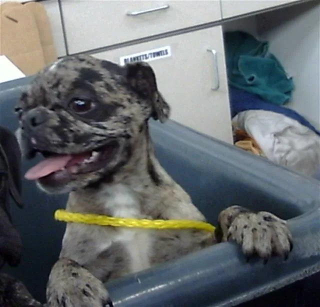 A baby small-sized female Mixed Breed dog named Belle for adoption in Dallas, TX