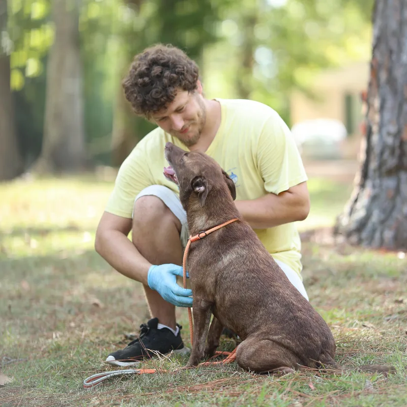 A senior medium-sized male Chocolate Labrador Retriever dog named Noble for adoption in Lucedale, MS