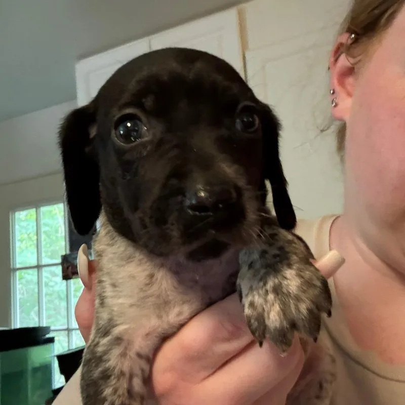 A baby small-sized male Black Labrador Retriever dog named Berkeley for adoption in Rockville, MD