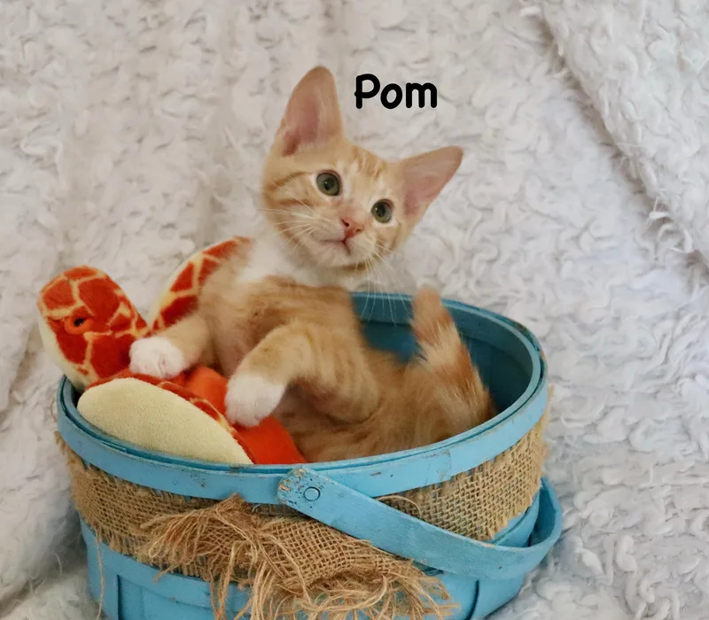 A baby medium-sized male Tabby (Orange / Red) Tabby cat named Pom for adoption in Saint Augustine, FL