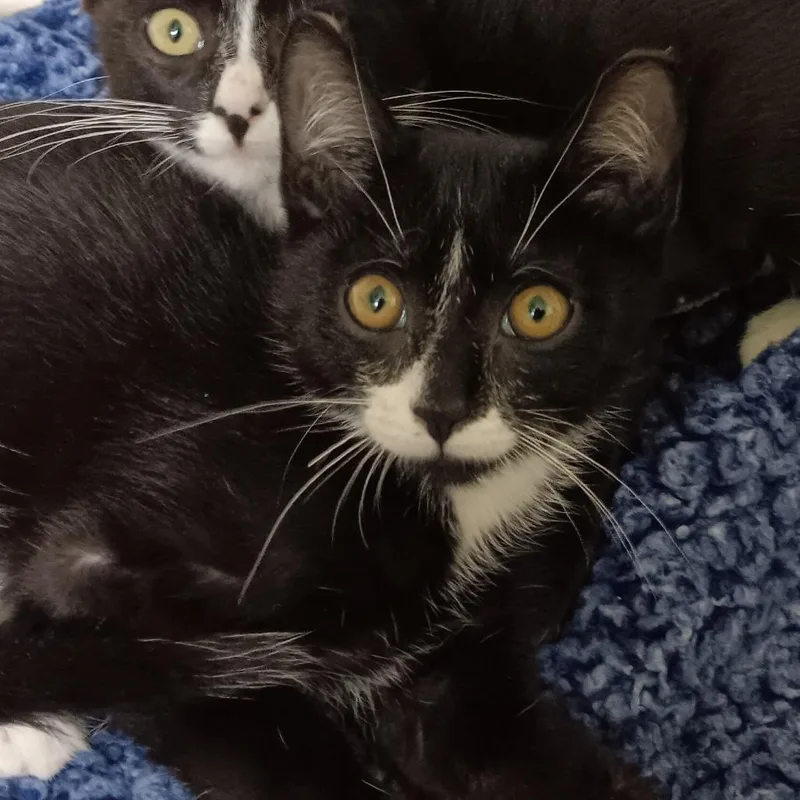 A baby small-sized male Black Domestic Short Hair cat named Jaggar for adoption in Melrose, FL