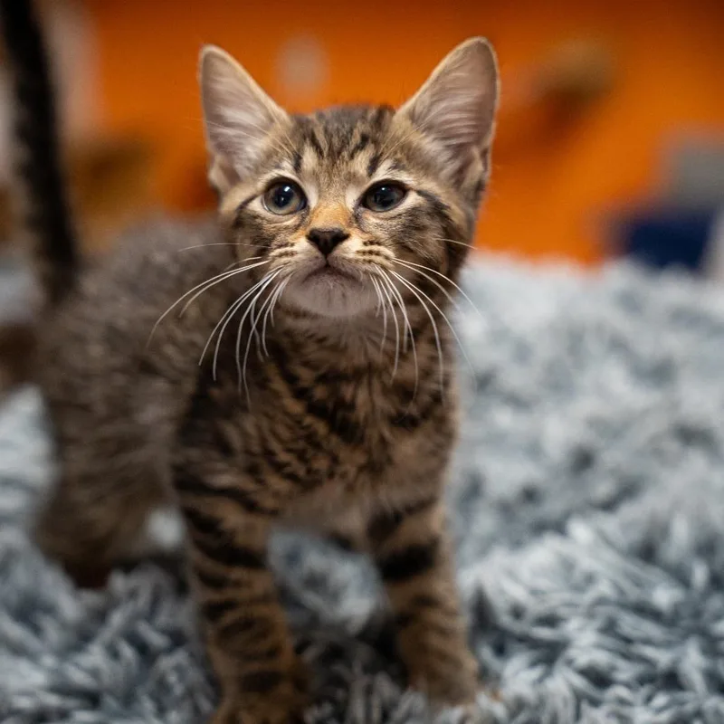 A baby small-sized male Brown / Chocolate Domestic Short Hair cat named Beetle for adoption in Gainesville, GA