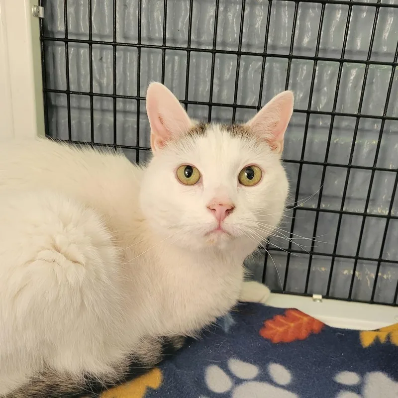 A senior medium-sized male White Domestic Short Hair cat named Handsome for adoption in Ruckersville, VA