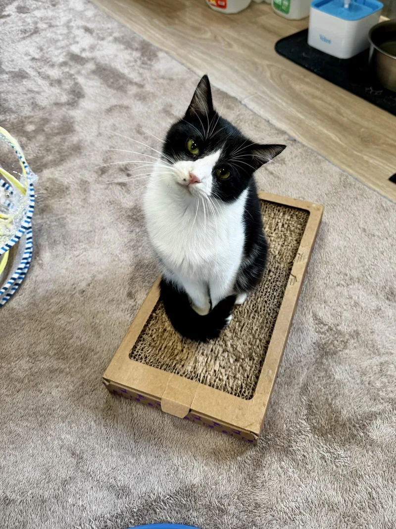 A young medium-sized male Domestic Short Hair cat named Oakley for adoption in Greensburg, PA