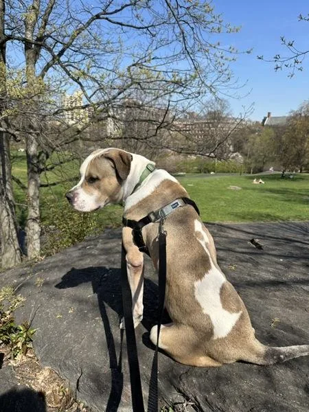 An adult large-sized male Mixed Breed dog named Big Foot for adoption in New York, NY