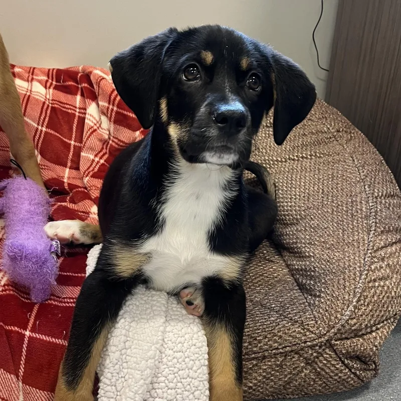 Cerberus thumbnail 2