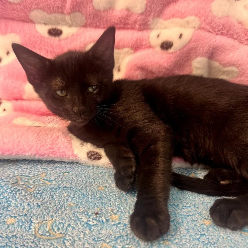 A baby small-sized male Black Domestic Short Hair cat named Lychee for adoption in Long Beach, CA