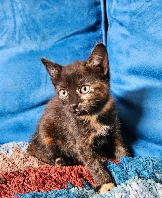 A baby small-sized female Domestic Short Hair cat named Cinder for adoption in Lancaster, CA