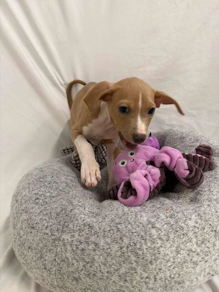 Tony Bennett thumbnail 2