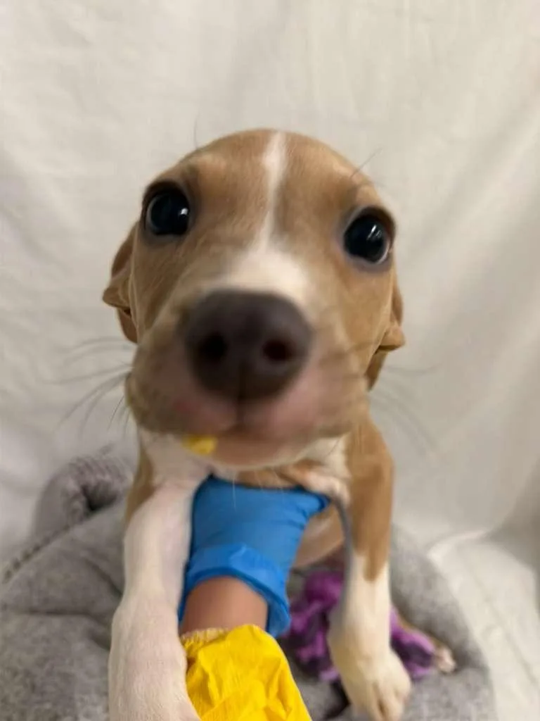 Tony Bennett thumbnail 3