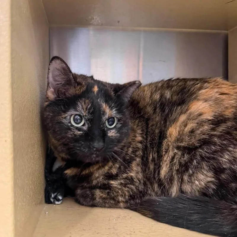 A senior medium-sized female Tortoiseshell Domestic Short Hair cat named Sallie for adoption in Chillicothe, IL