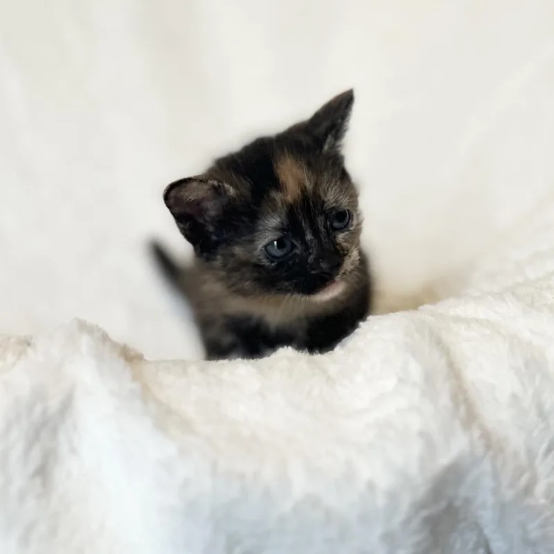 A baby small-sized female Tortoiseshell Domestic Short Hair cat named Chani for adoption in Clarksville, AR