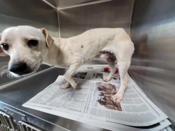 A young small-sized male Mixed Breed dog named Sammy for adoption in San Pedro, CA