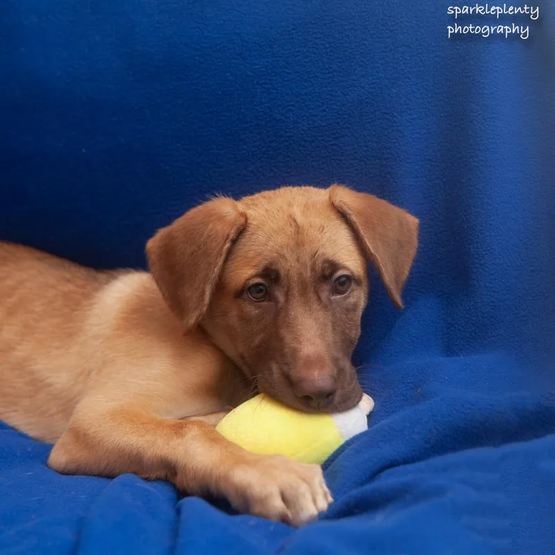A baby medium-sized female Brown / Chocolate Mixed Breed dog named Eliza for adoption in Ridgefield, CT