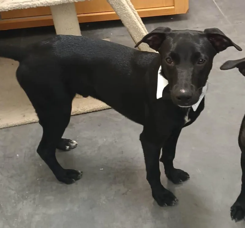 A baby medium-sized male Black Labrador Retriever dog named Tito for adoption in Orange, CA