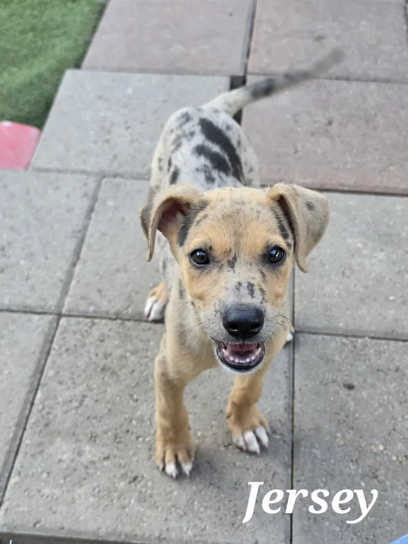 A baby medium-sized female Catahoula Leopard Dog dog named Jersey for adoption in Edinburg, TX
