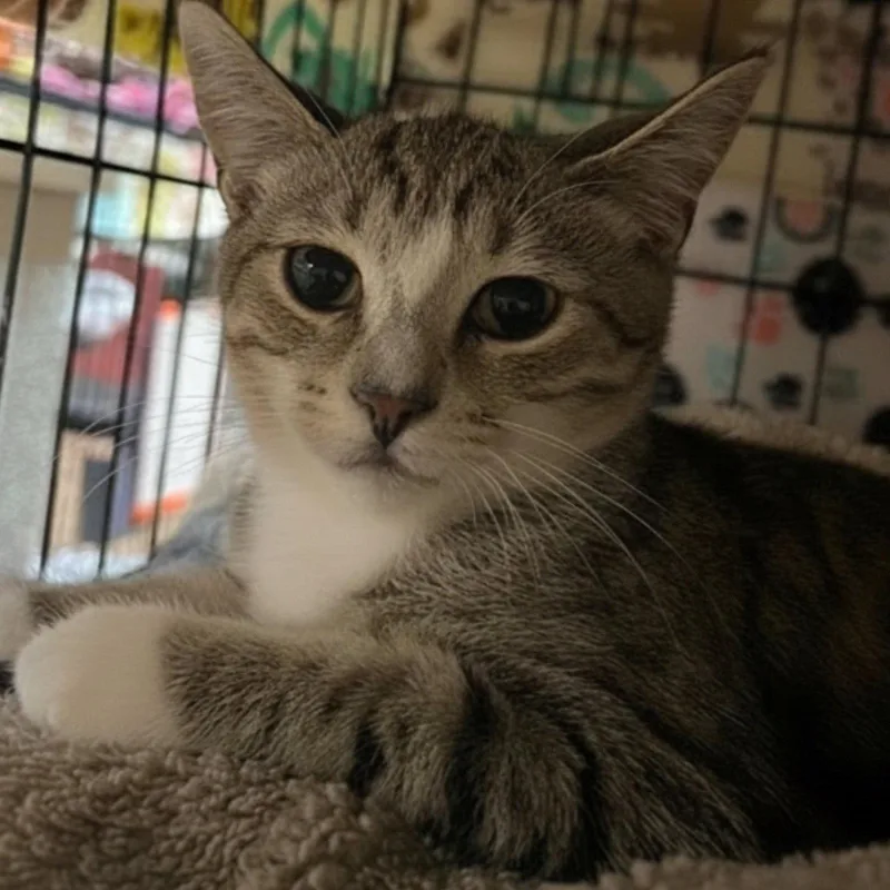 A baby medium-sized male Domestic Short Hair cat named Lonnie for adoption in Blasdell, NY