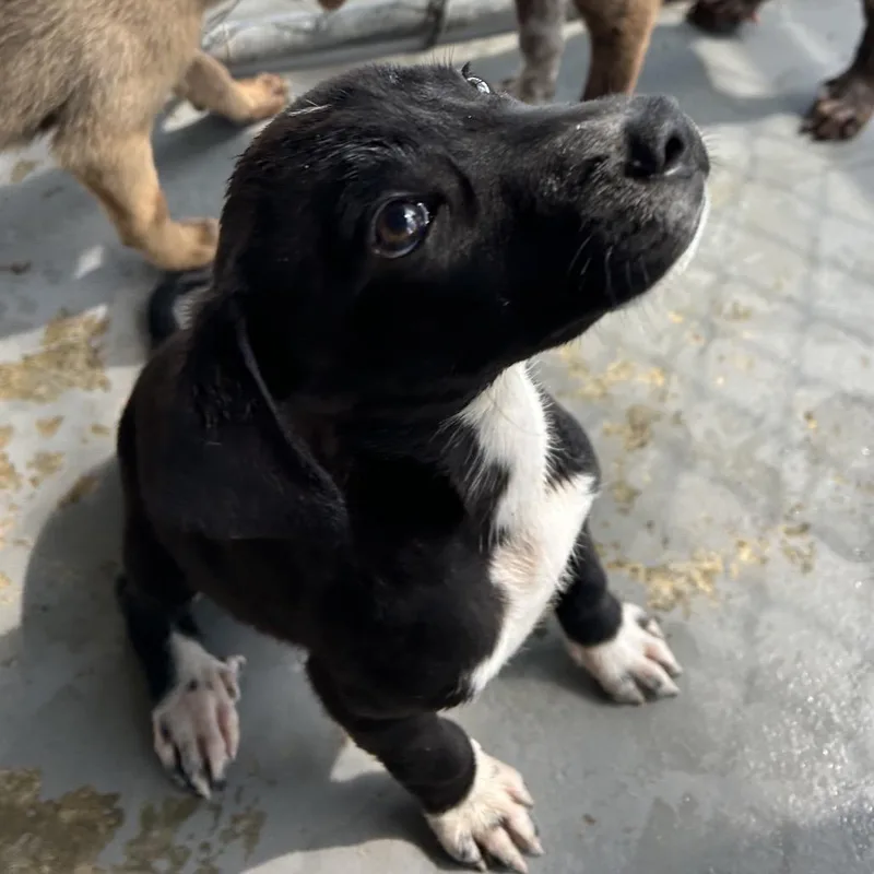 A baby small-sized female Black Labrador Retriever dog named Lulu for adoption in West Point, MS