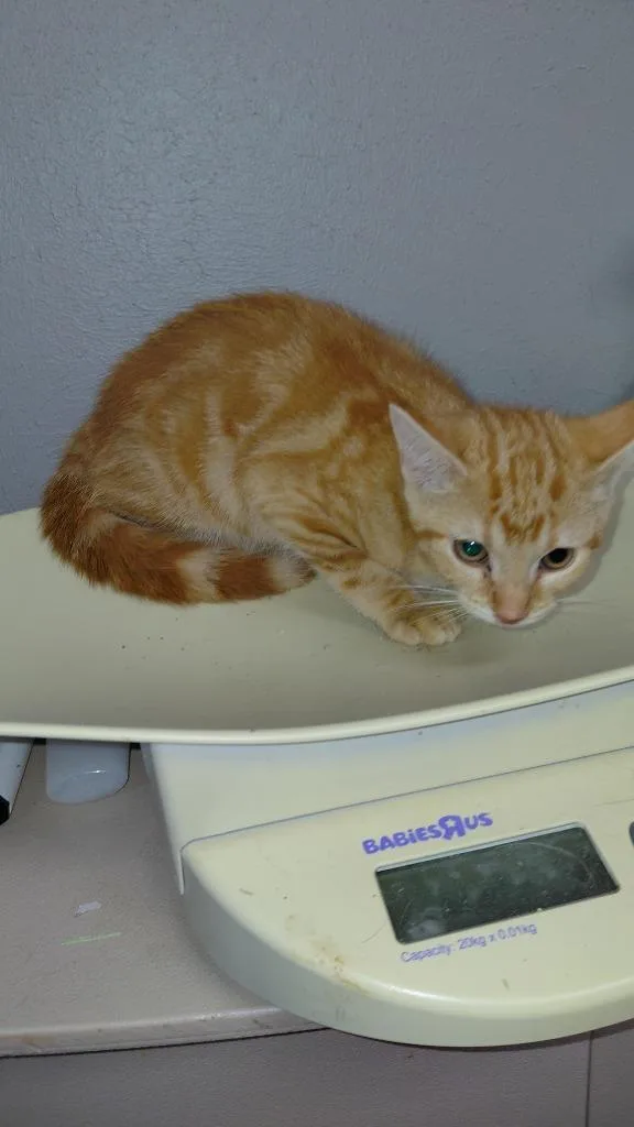 A baby medium-sized female Domestic Short Hair cat named June for adoption in Cincinnati, OH
