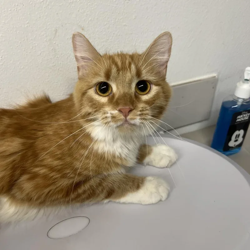 A young medium-sized female Domestic Medium Hair cat named Slinky for adoption in St. Louis, MO