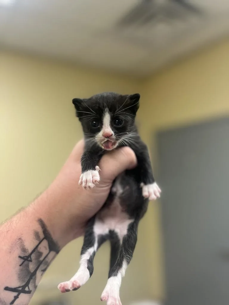 A baby medium-sized male Domestic Short Hair cat named Kismet for adoption in Florence, SC
