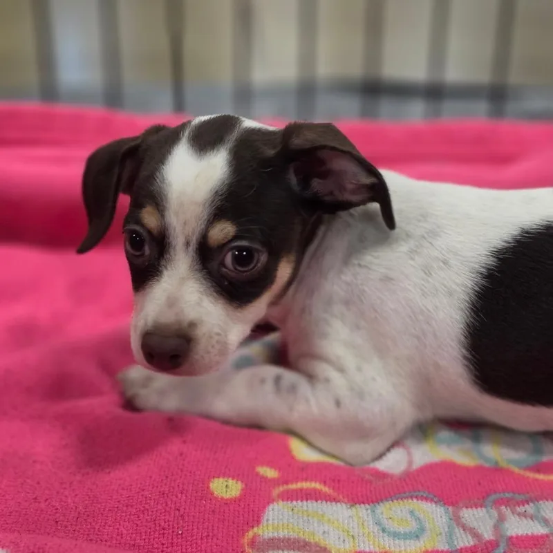 A baby small-sized female White / Cream Chihuahua dog named Skittle FJ for adoption in Austin, TX