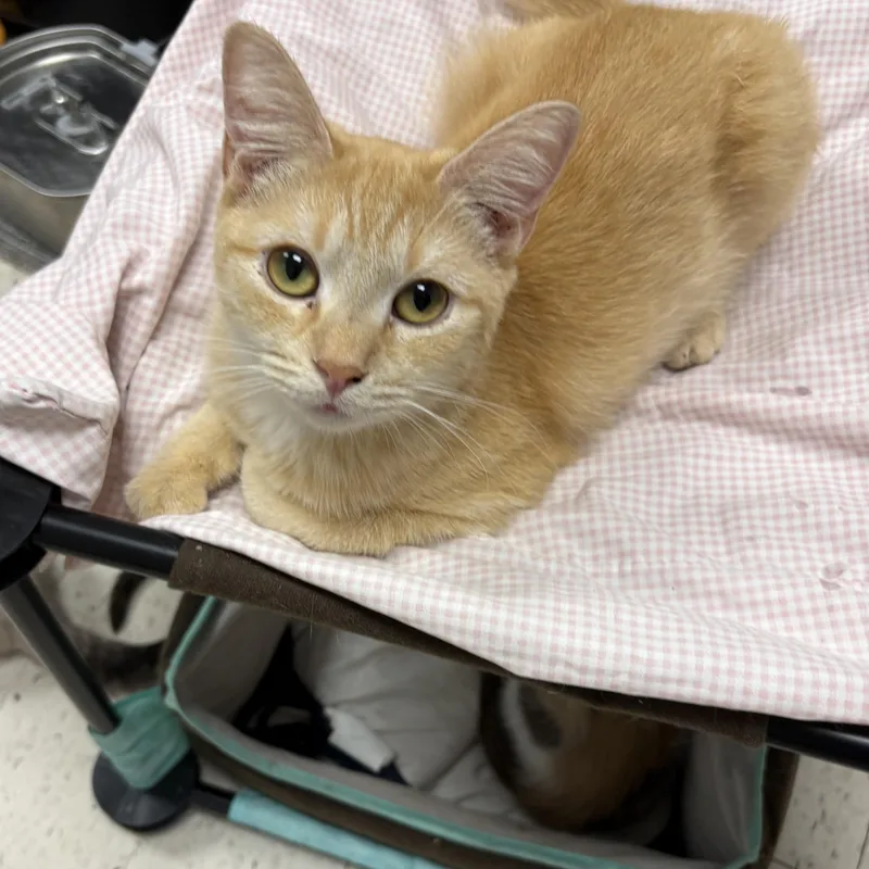 A young small-sized female Domestic Short Hair cat named Sierra for adoption in North Arlington, NJ
