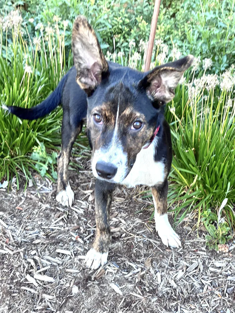 A baby medium-sized female Retriever dog named Galina for adoption in West Chicago, IL