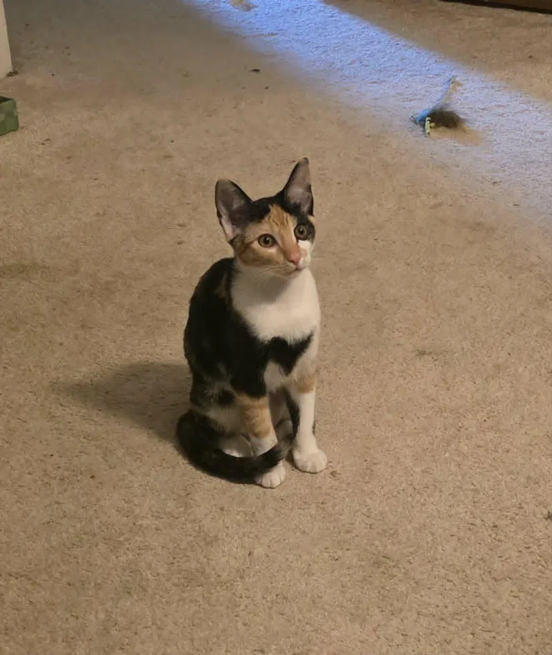 A young medium-sized female Calico cat named Gidget for adoption in Mansfield, TX