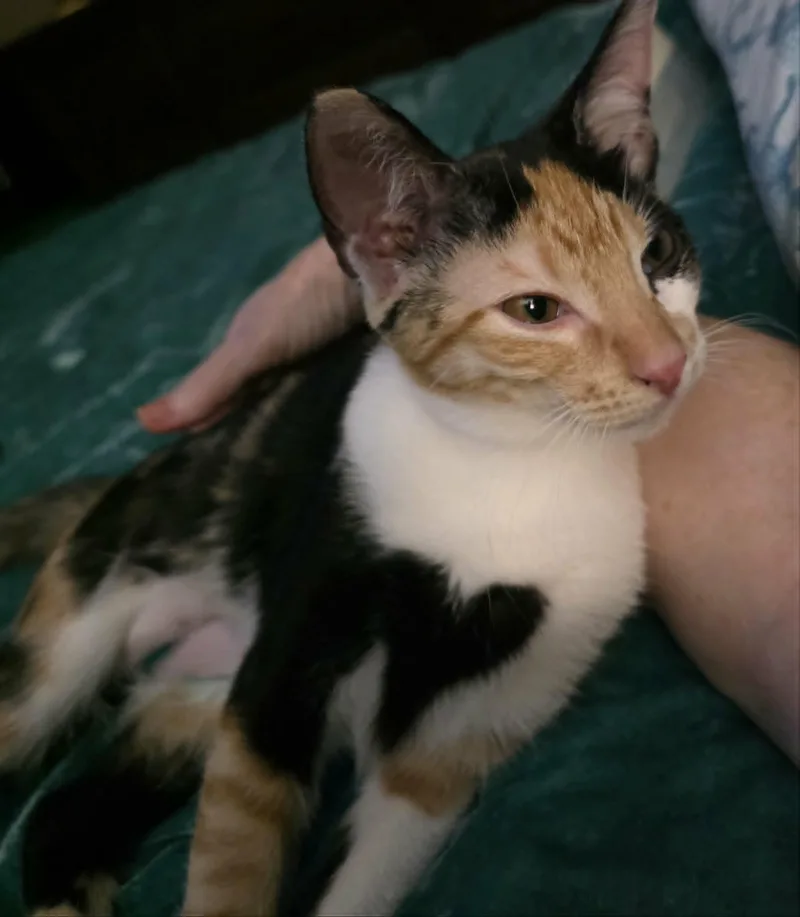 Gidget thumbnail 2