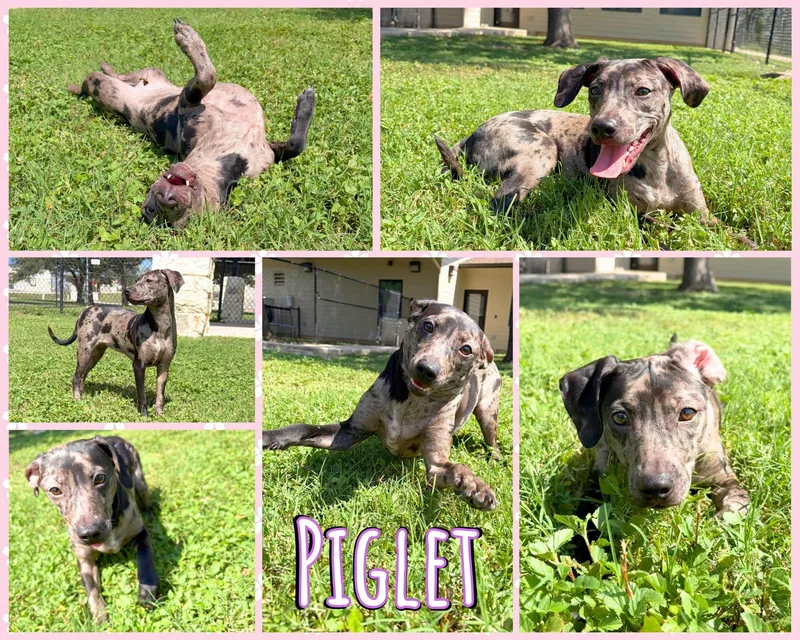 A young small-sized female Gray / Blue / Silver Dachshund dog named Piglet for adoption in Universal City, TX
