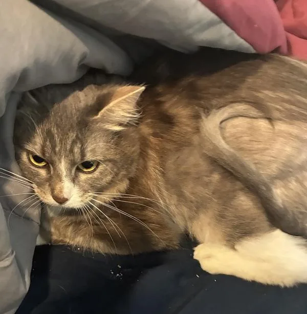 An adult medium-sized female Domestic Short Hair cat named Juno for adoption in Troutdale, OR