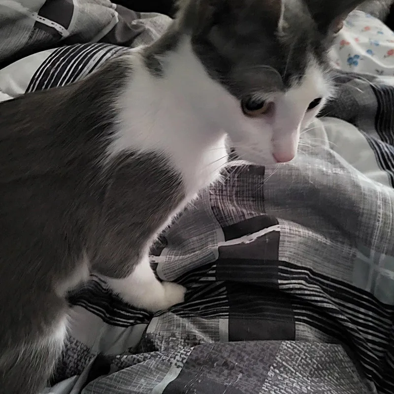 A baby small-sized female Gray & White American Shorthair cat named Sookie Sue for adoption in Bennington, VT