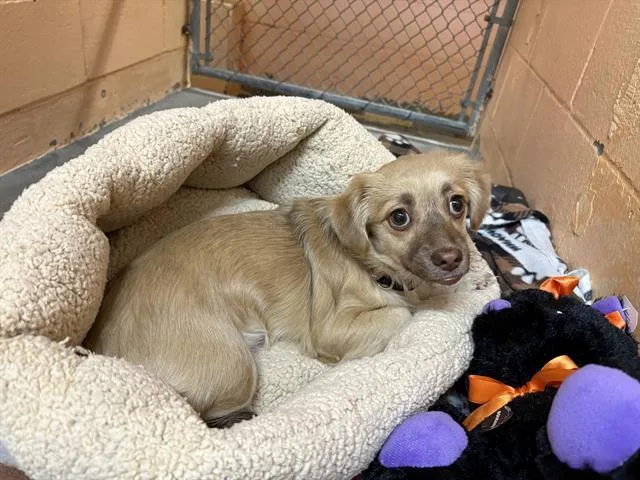 A baby small-sized female Chihuahua dog named Cheesy Face for adoption in Fairfield, CA