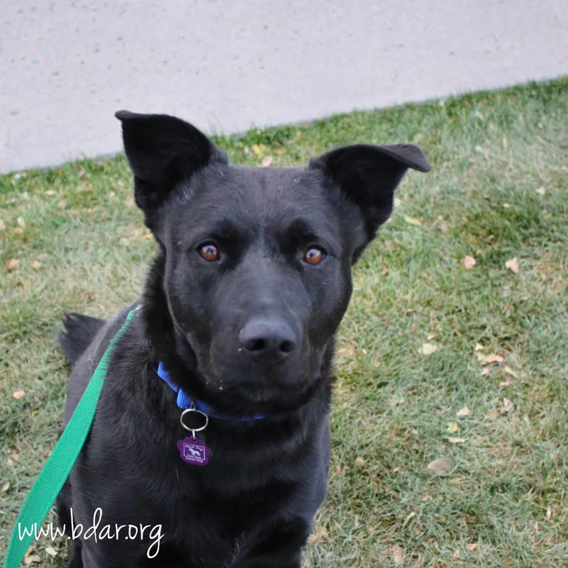An adult large-sized male Black Labrador Retriever dog named Ricky for adoption in Fort Collins, CO