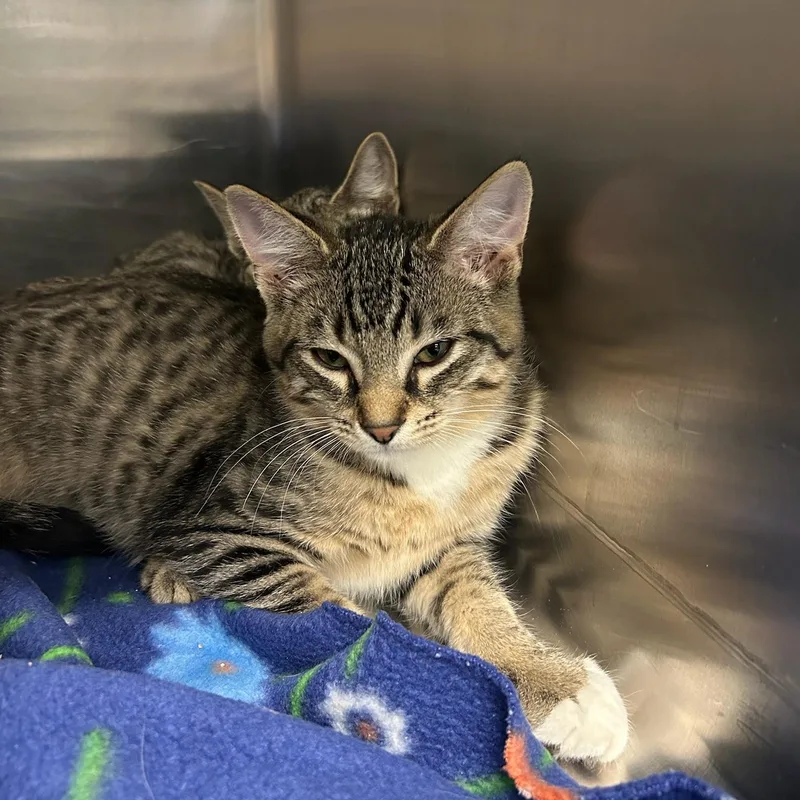 A baby medium-sized male Tabby (Brown / Chocolate) Domestic Short Hair cat named Boots for adoption in Kent, WA