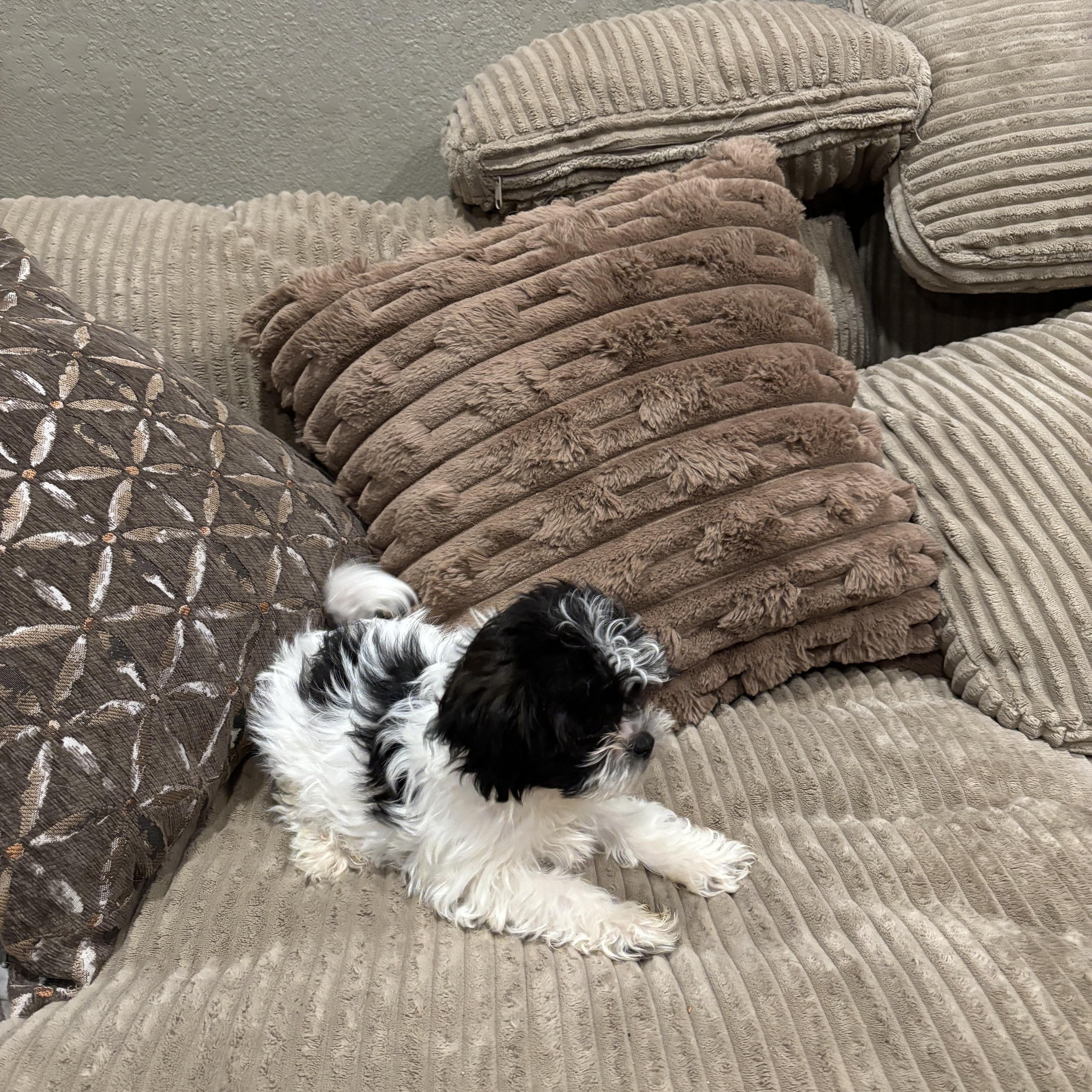 Shihtzu Puppy