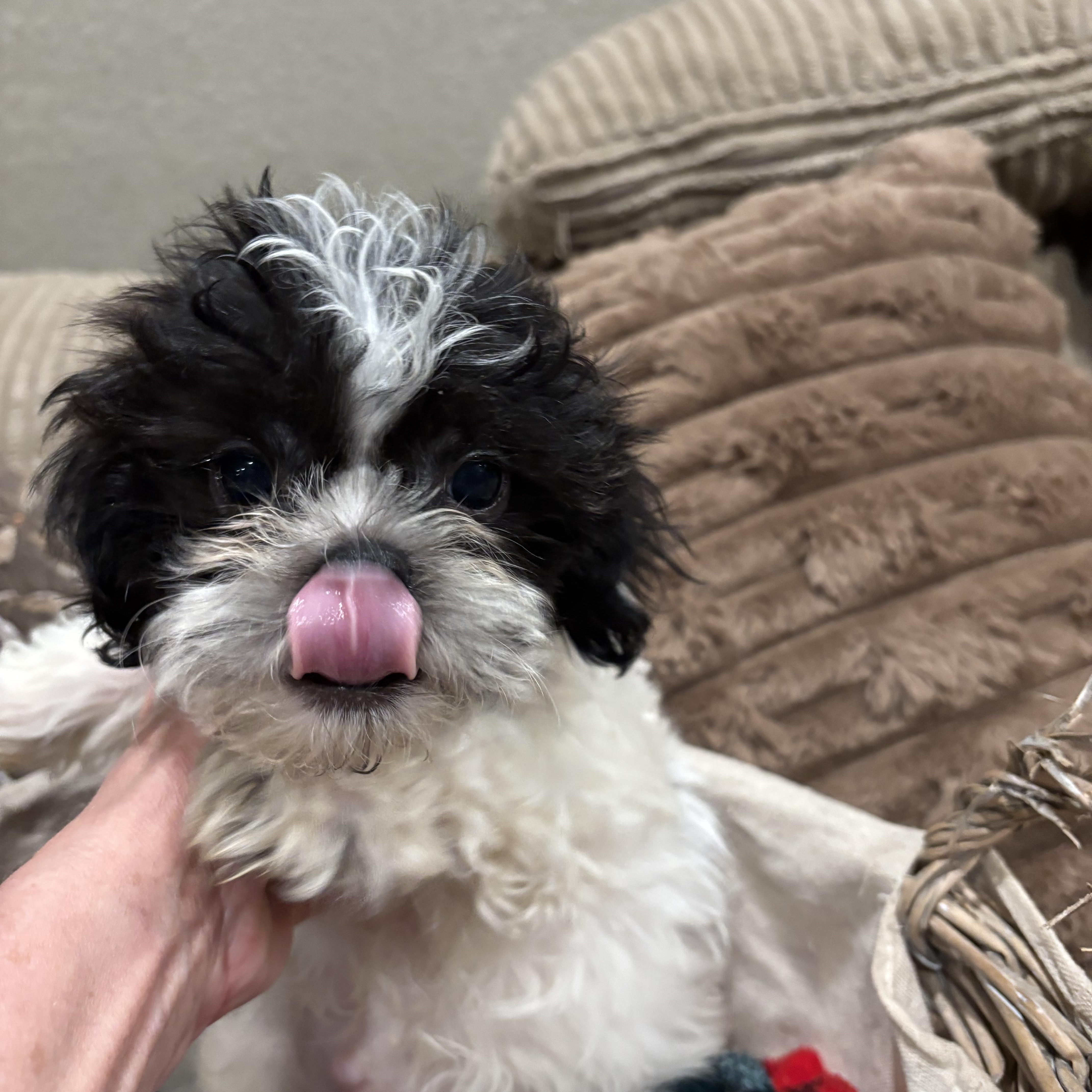 Shihtzu Puppy thumbnail 2
