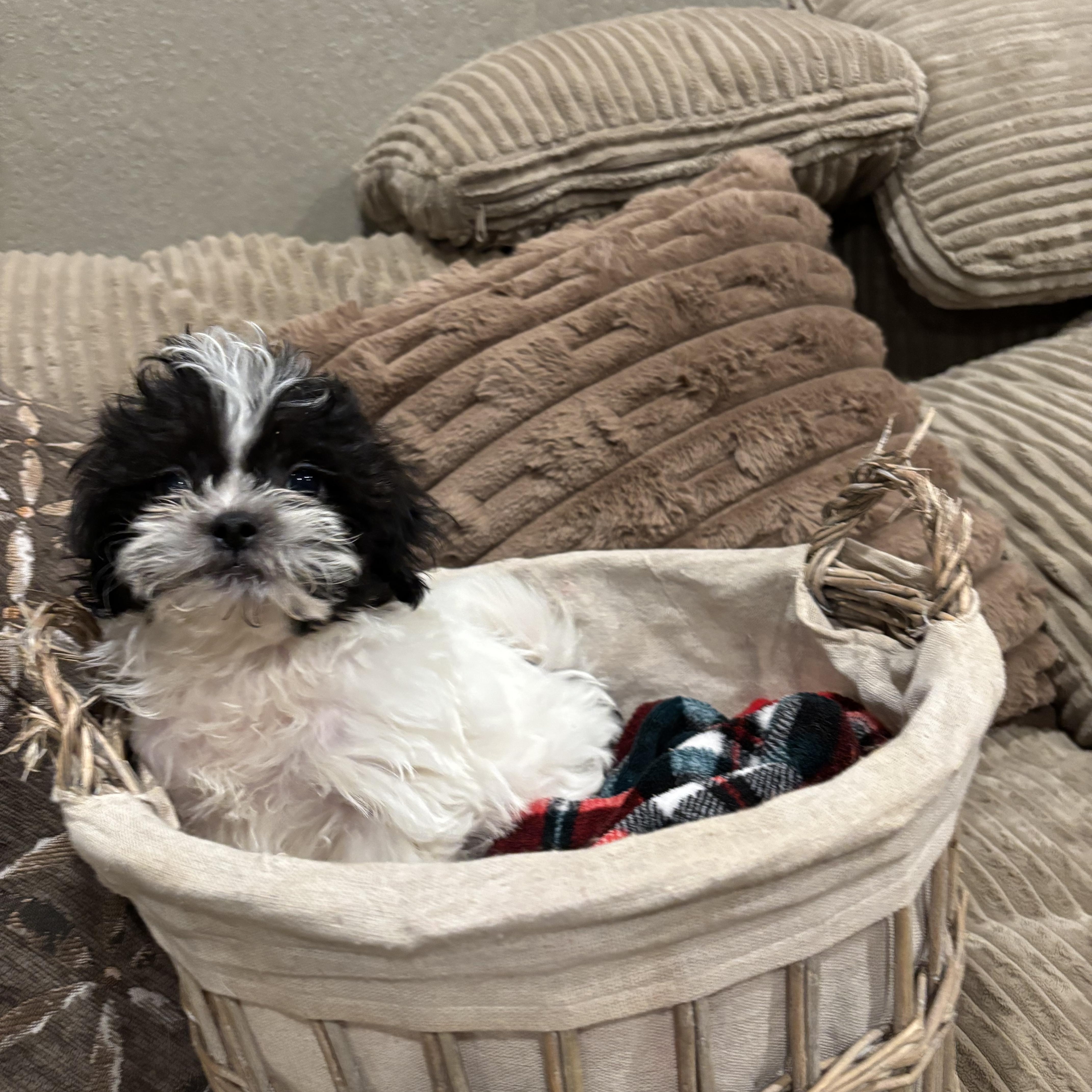 Shihtzu Puppy thumbnail 3