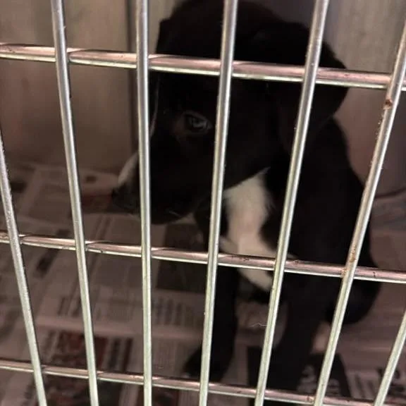 A baby small-sized female Mixed Breed dog named Boopkins for adoption in Gadsden, AL