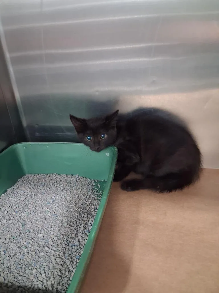 A baby small-sized female Domestic Short Hair cat named Button for adoption in Cartersville , GA
