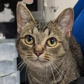 An adult medium-sized female Brown / Chocolate Domestic Short Hair cat named Phoebe for adoption in Greenville, SC