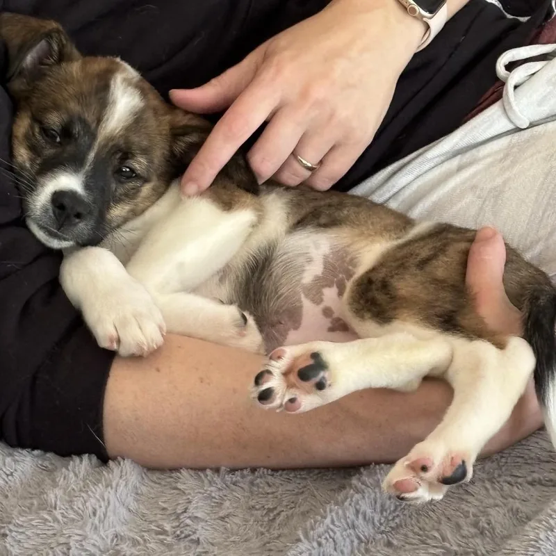 A baby small-sized female Brindle Plott Hound dog named Wakely for adoption in Ferndale, MI