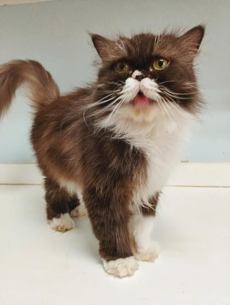 An adult medium-sized female Brown / Chocolate Persian cat named Mochi for adoption in Mobile, AL