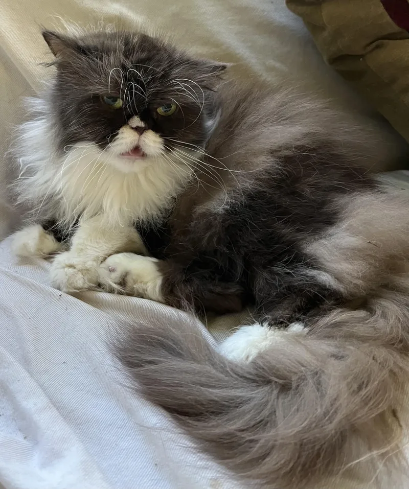 Mochi thumbnail 3