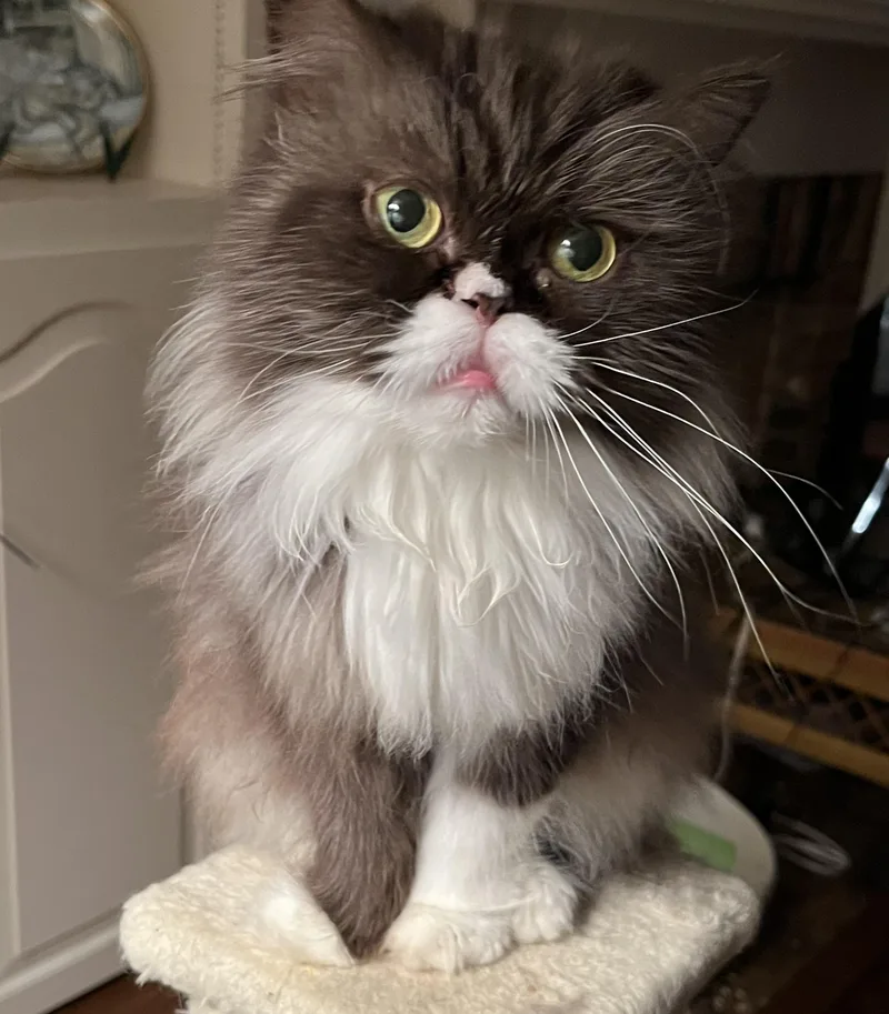 Mochi thumbnail 5