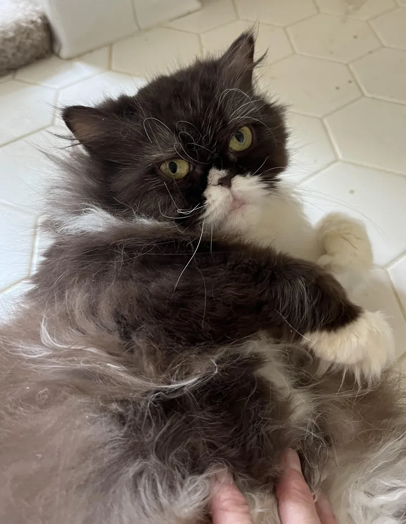 Mochi thumbnail 6