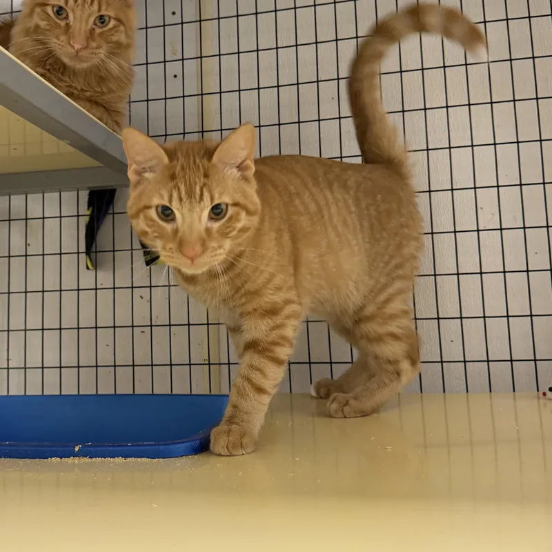 A young medium-sized male Orange / Red Domestic Short Hair cat named Nutmeg for adoption in Senatobia, MS